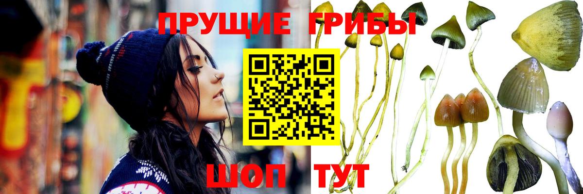 Октябрьский  Псилоцибиновые грибы Psilocybe  Вход с VPN 